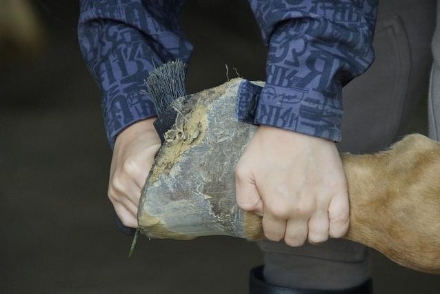 Prévenir les problèmes du cheval adulte